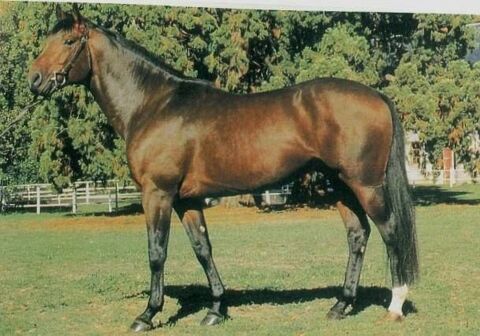 2 superbes chevaux, TF, 3 ans ,et 4 ans   3000 75013 Paris