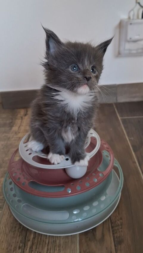 Chaton Maine coon Loof 1400 77130 Cannes-�cluse