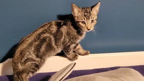 Chat BART &agrave; l adoption 120 26450 Puy-saint-martin