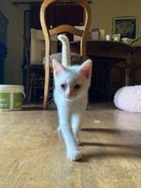   Donne chaton contre bons soins 