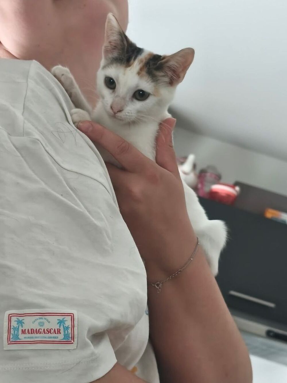   Judy jolie chatonne tricolore ok chats et chiens 