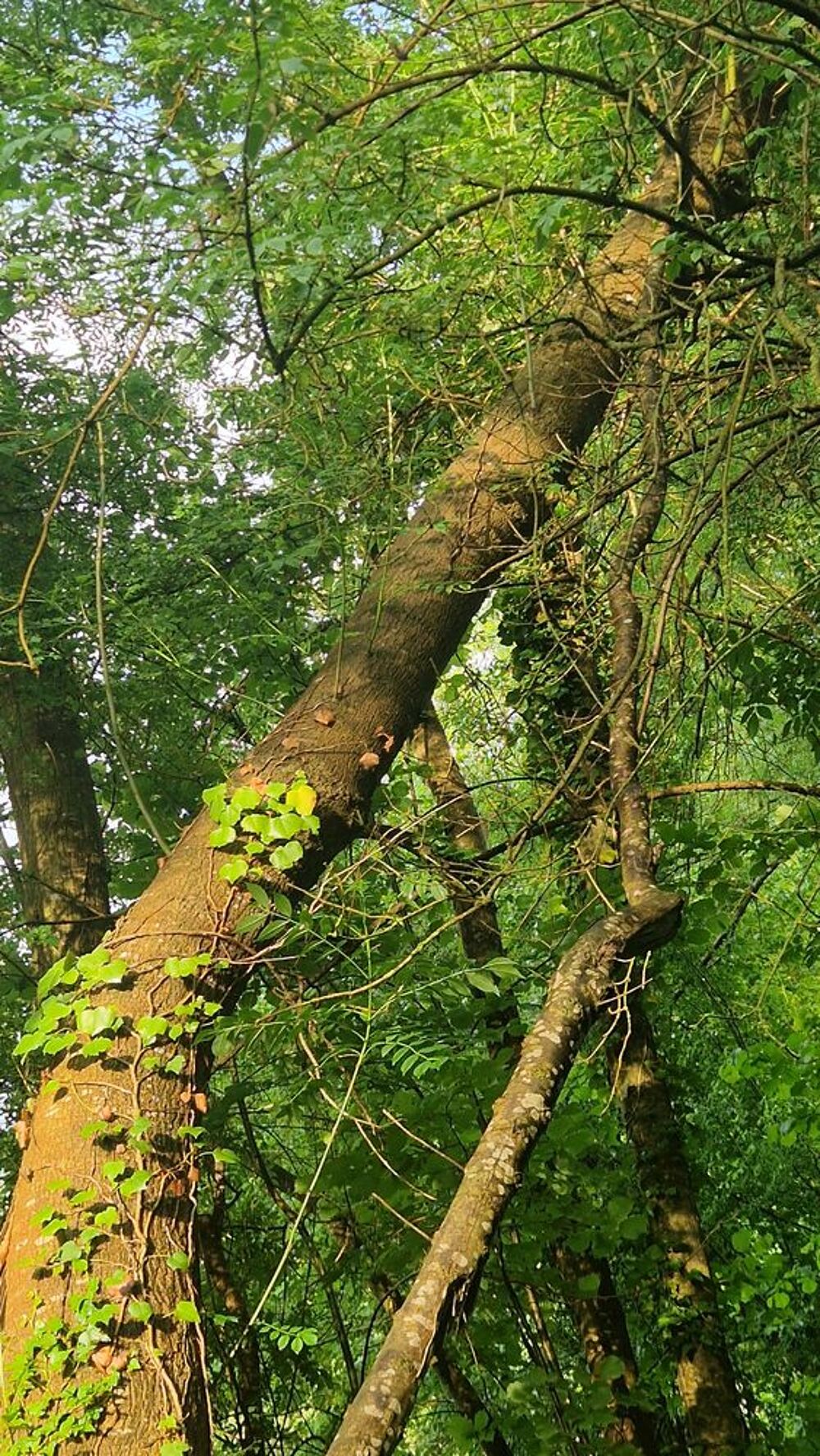 bois de chauffage peuplier ormeau fr&ecirc;ne Jardin