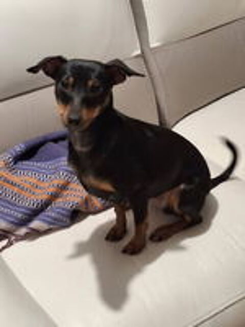   Pinscher 