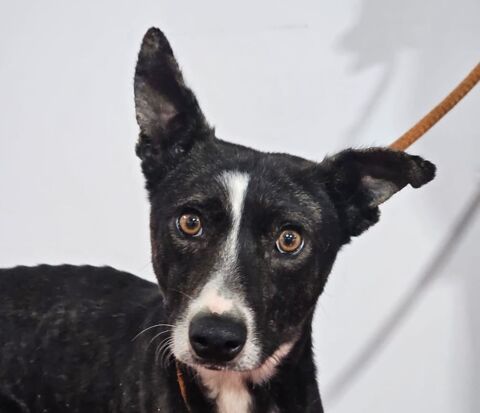 OREO 320 27620 Gasny