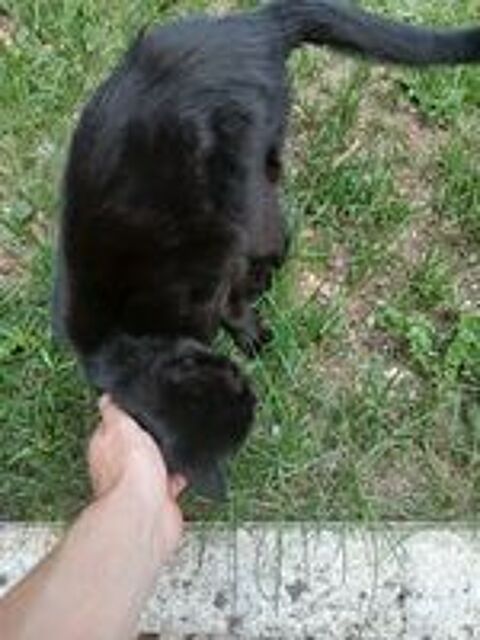   ? Donne adorable chatte noire de 6 ans ? 