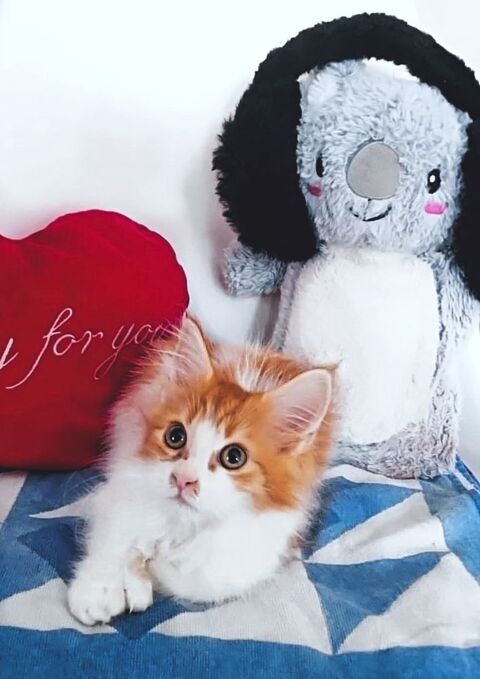 Femelle Mainecoon Disponible 600 89000 Auxerre