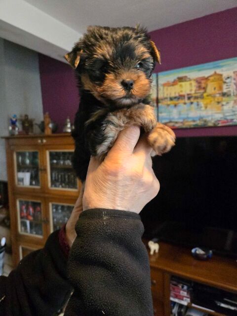 A+RESERVER+CHIOT+FEMELLE+YORSHIRE 1400 49300 Cholet