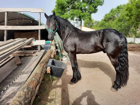 2 frisons entiers attel&eacute;s et mont&eacute;s 11000 13700 Marignane