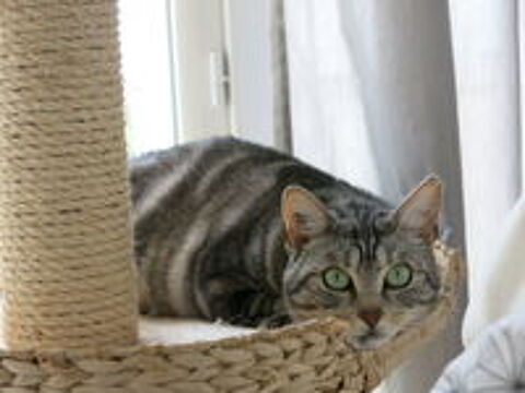   XENA, adorable minette douce et joueuse � mettre en confiance 