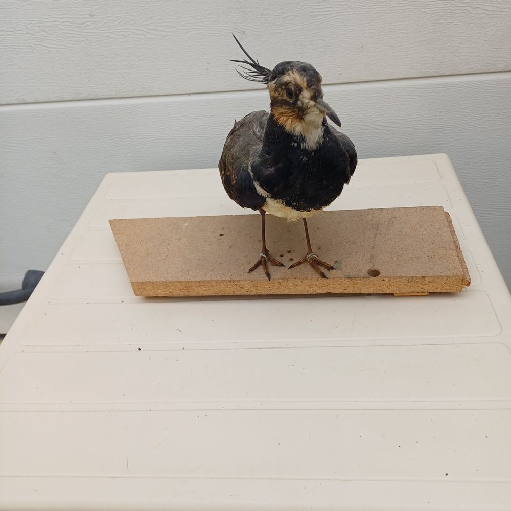 taxidermie ampaille vanneau huppe Décoration