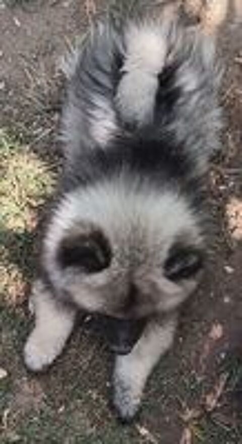   5 MAGNIFIQUES SPITZ LOUP 