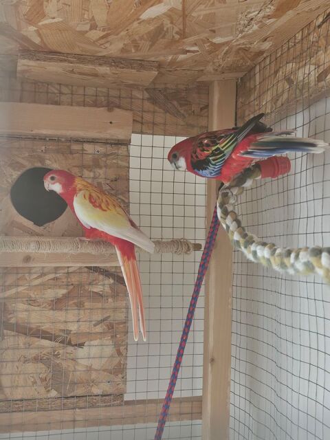 Jeune couple de perruches omnicolors avec sa cage. 04100 Manosque