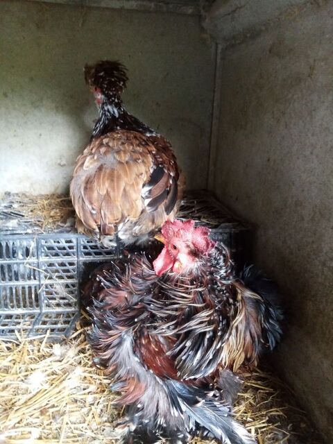Coq de bantam pekin fris nain d'ornement 65150 Saint-laurent-de-neste