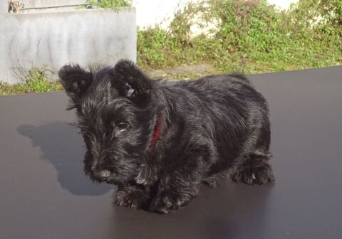 2 chiots scottish terrier sevrés, pucés, vaccinés 1600 56000 Vannes