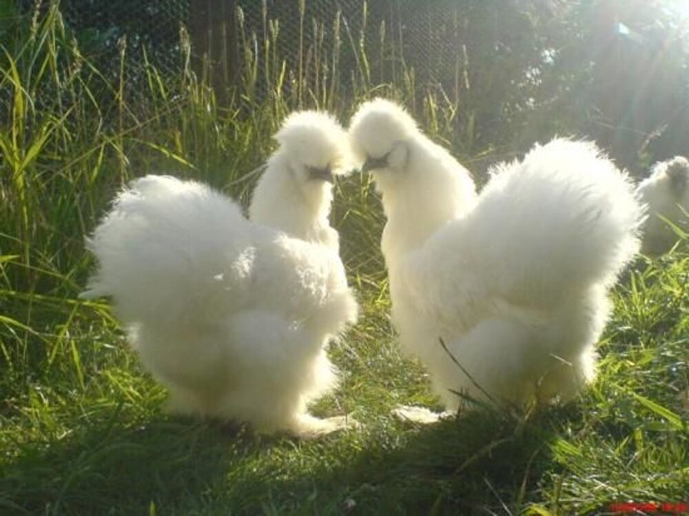   Poules d'ornements 
