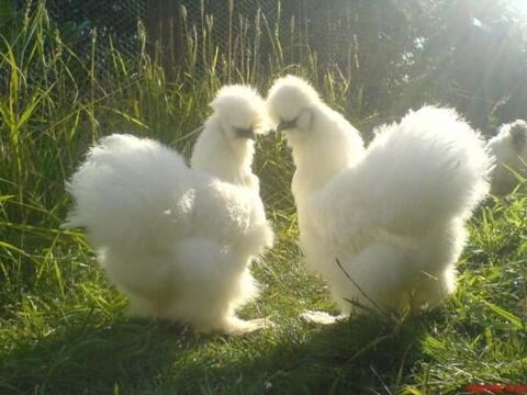 Poules d'ornements 35 10000 Troyes