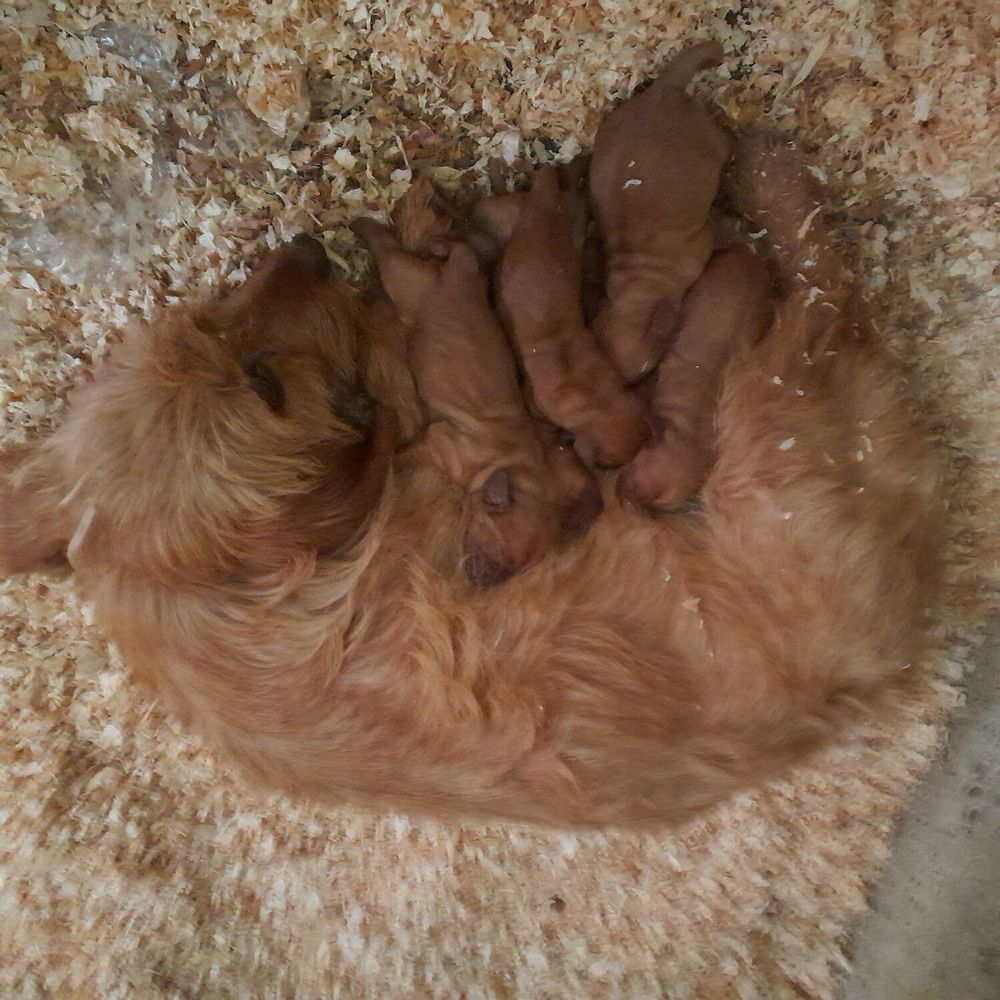   Chiots Basset Fauve de Bretagne LOF  