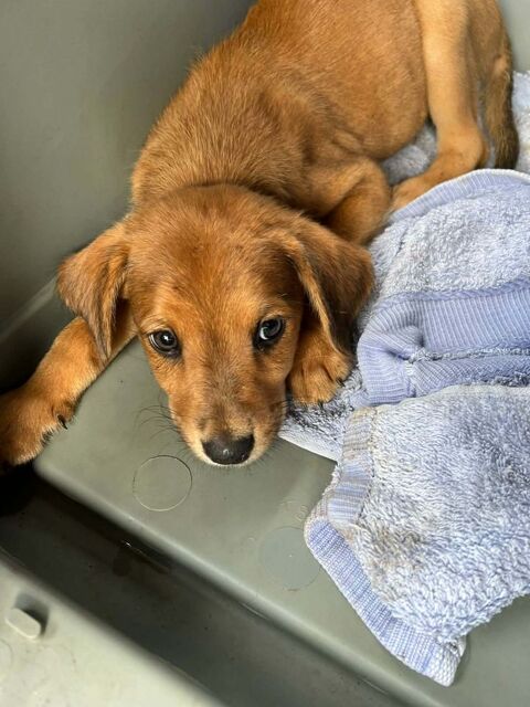 Loki, un vrai compagnon 300 28000 Chartres