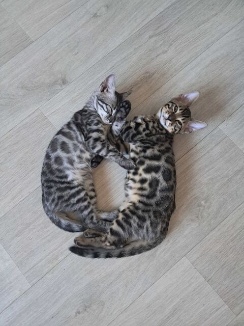 Chatons Bengal LOOF 1000 38110 Saint-didier-de-la-tour