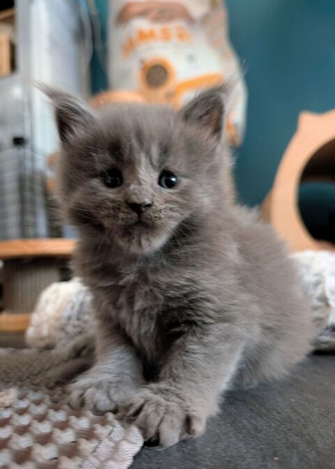 Adorables chatons Maine Coon Loof 1300 36310 Beaulieu