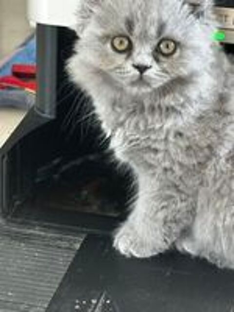   Adorable chaton british shorthair  