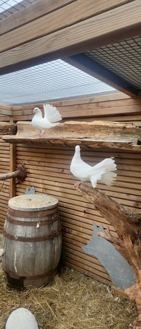 Pigeon paon couple 25 42230 Roche-la-moli�re