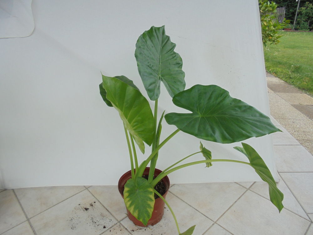 Pots d'Alocasia ou oreilles d'&eacute;l&eacute;phant Jardin