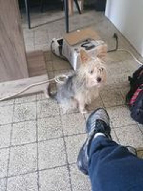   chien a à  vendre 200€ 