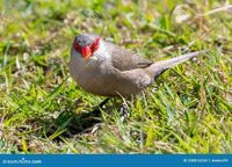   récupère, oiseaux  
