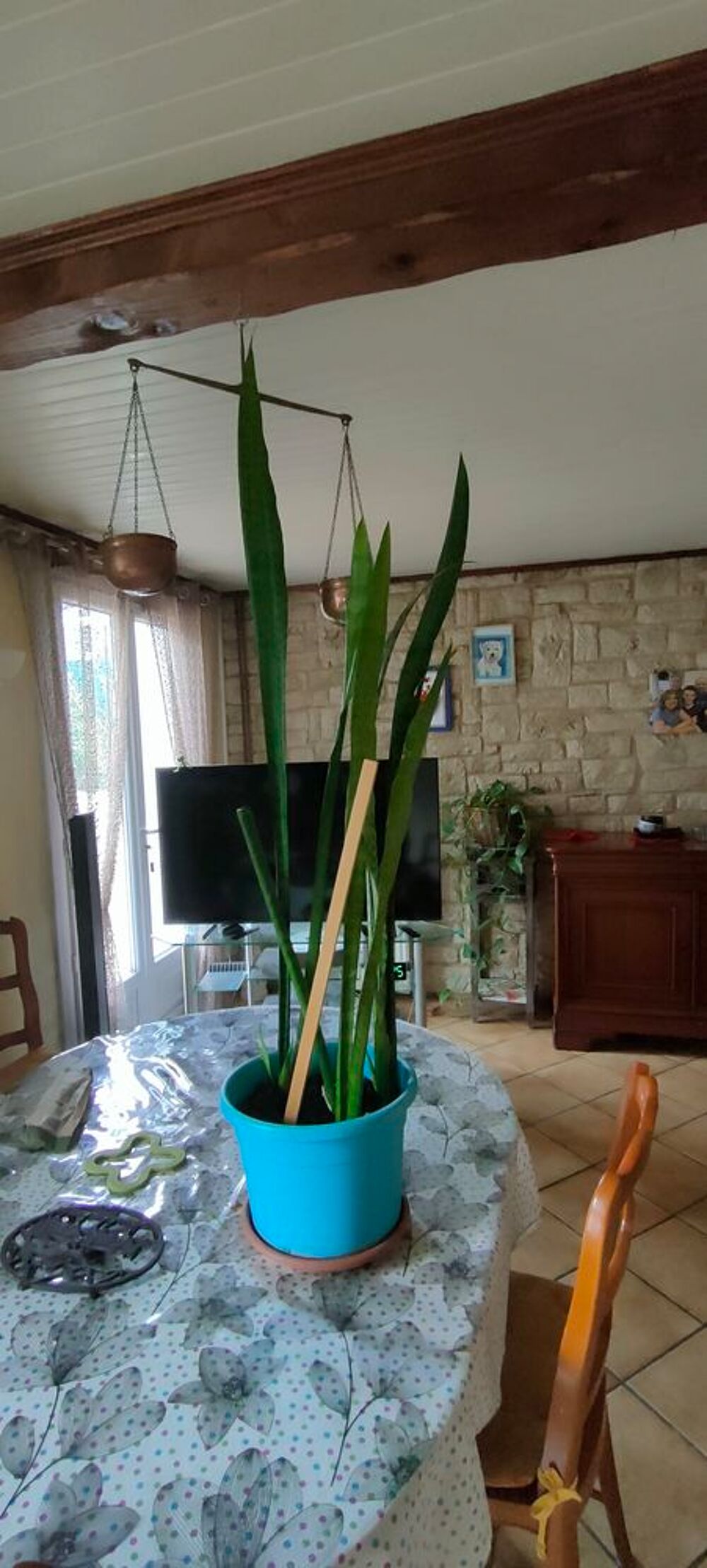 PLANTE VERTE Jardin