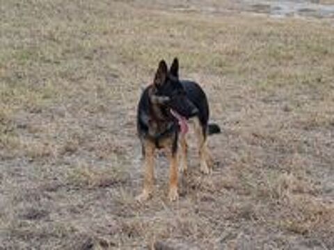   chiot berger allemand 