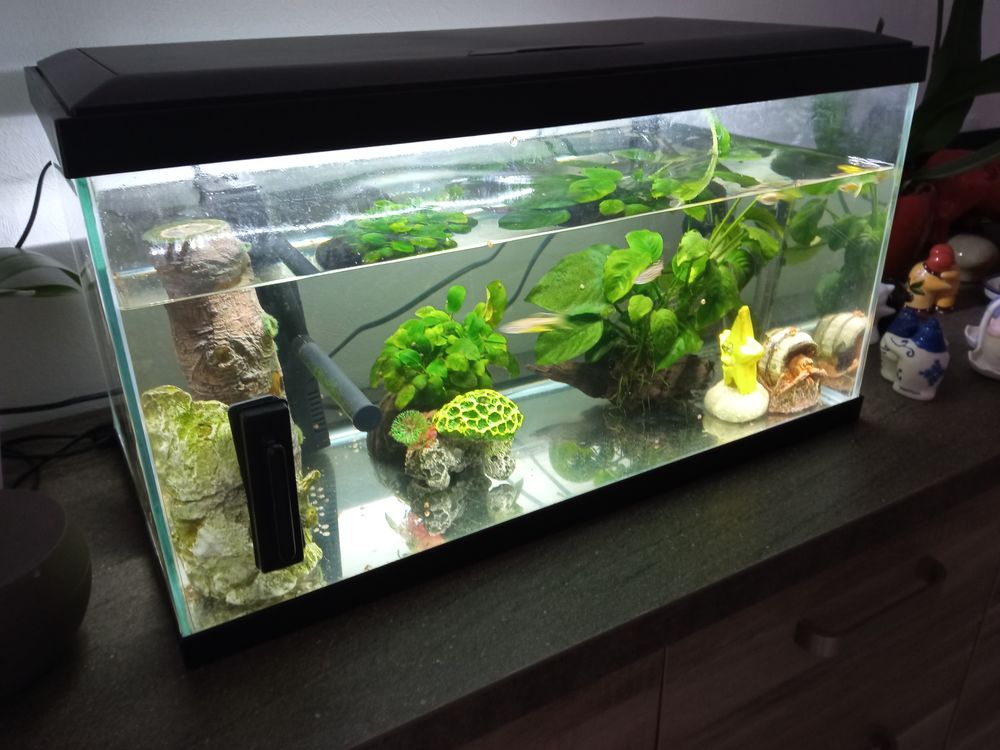   Aquarium 60 l 