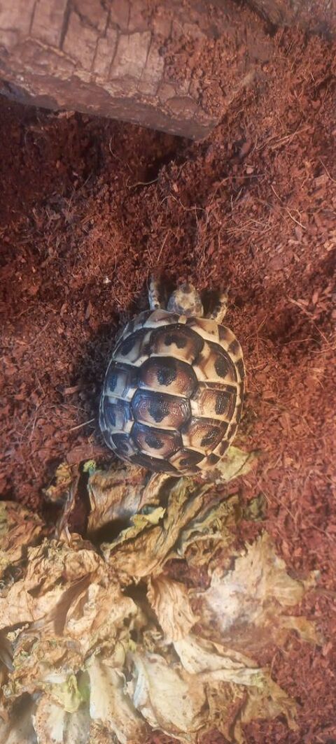 Tortue 80 92230 Gennevilliers