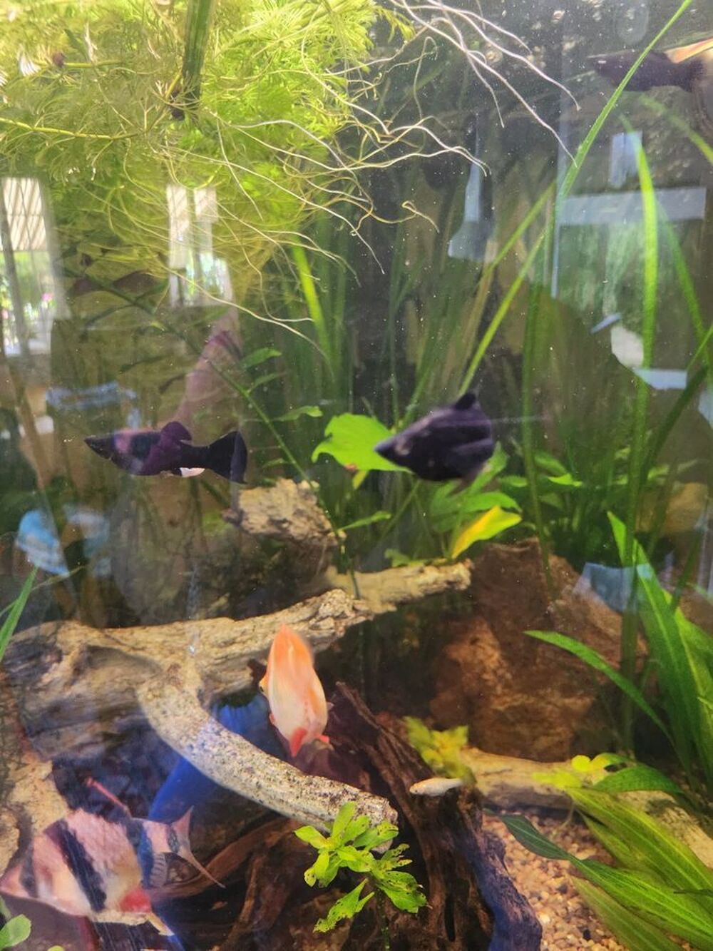   Donne Black molly . 
