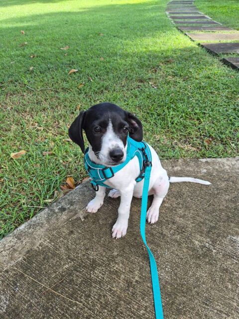 Liddy, femelle berger, n&eacute;e le 15/09/2025 300 39000 Lons-le-saunier