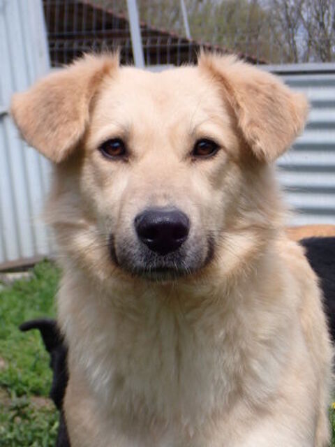 Popsy &agrave; l'adoption 300 61000 Alen�on