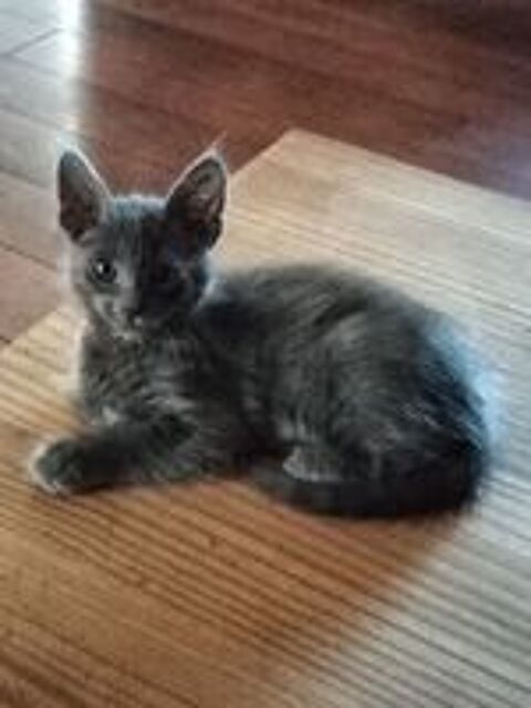   chatons Angora Turc Bleu 