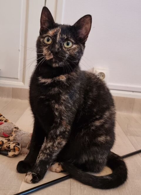 Jeune chatte ou chaton ado de 8 mois &eacute;caille de tortue 0 89520 Saint-sauveur-en-puisaye