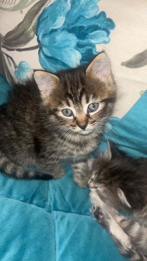 chaton 0 13200 Arles