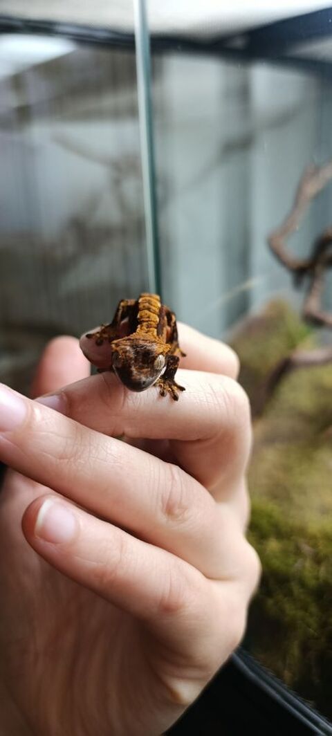 Gecko &agrave; cr&ecirc;te 40 57820 Saint-louis