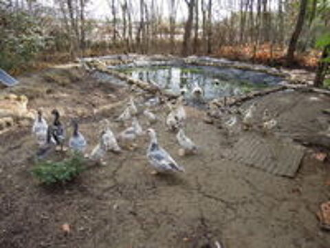   canards barbarie 