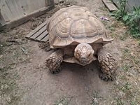  Couple Centrochelys Sulcata adulte né en 2005 