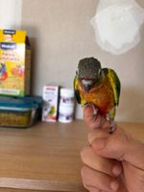   Conure Hypoxantha EAM 