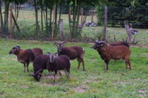   MOUTONS DE SOAY  