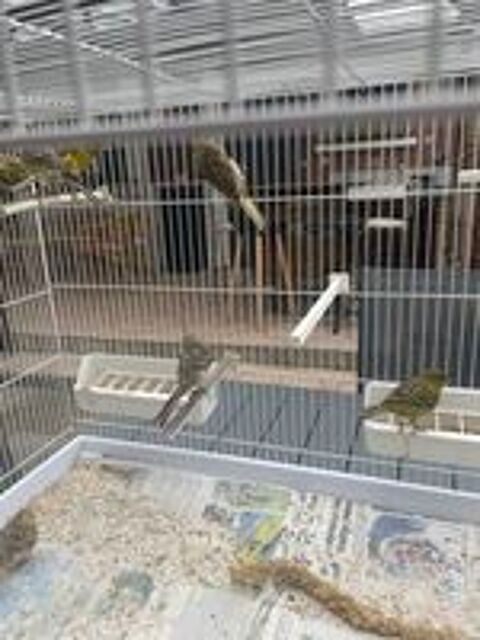   Canaris mâle et femelles 