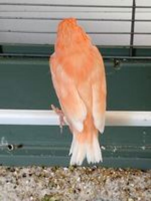   Canaris  