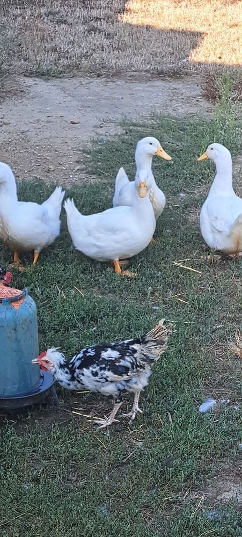   Canard de pékin 