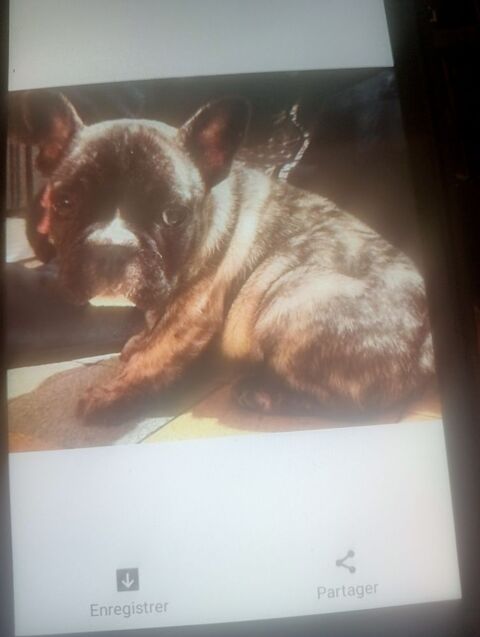 BOULEDOGUE FRANCAIS 900 80170 Rosi�res-en-santerre