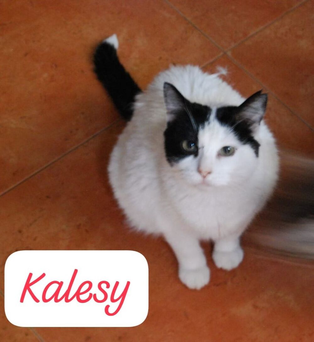   KALESY 