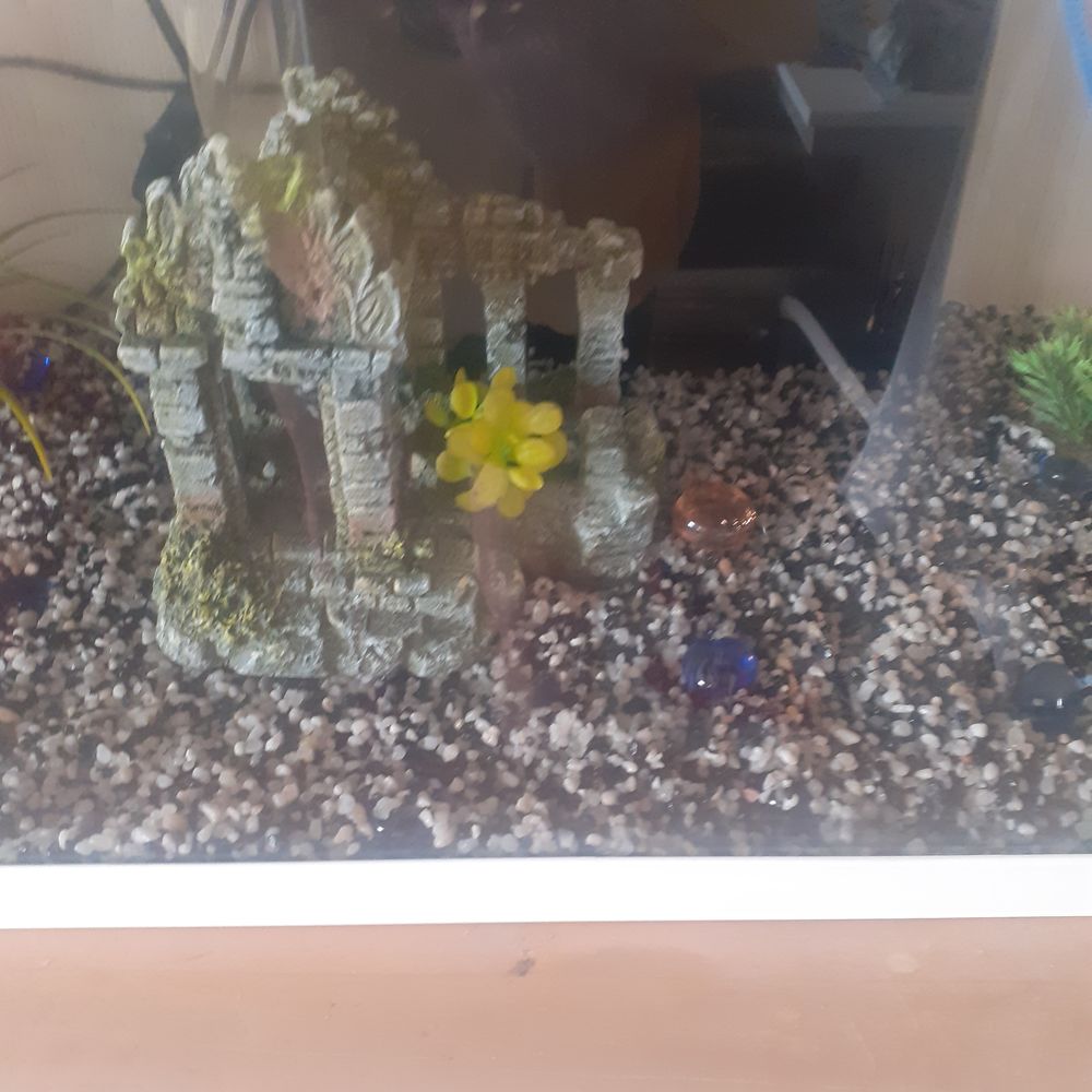 aquarium 60 litres Meubles